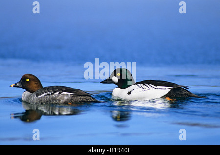 Paar des gemeinsamen Schellenenten (Bucephala Clangula), den Hof boreal Prince Albert National Park, nördlichen Saskatchewan, Kanada Stockfoto