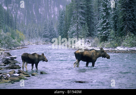 Kuh-Elch (Alces Alces) und Kalb, Jasper Nationalpark, westlichen Alberta, Kanada Stockfoto