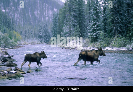 Kuh-Elch (Alces Alces) und Kalb, Jasper Nationalpark, westlichen Alberta, Kanada Stockfoto