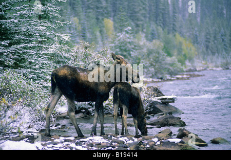 Kuh-Elch (Alces Alces) und Kalb, Jasper Nationalpark, westlichen Alberta, Kanada Stockfoto