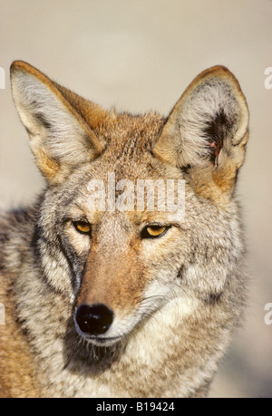 Erwachsene männliche Kojote (Canis Latrans), Prairie, Alberta, Kanada Stockfoto