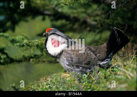 Erwachsene männliche Dusky Grouse (Dendragapus Obscurus), früher genannt Blue Grouse, in der Werbung anzuzeigen, Rocky Mountian Ausläufern, Alb Stockfoto