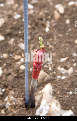 Hattingley Tal Weinberg kurz nach der Pflanzung der Reben Mai 2008. Stockfoto