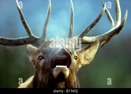 Hallten Bull Elche (Cervus Elaphus) während der Herbst Brunft, Alberta, Kanada. Stockfoto