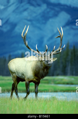 Stier Elche (Cervus Elaphus) während der Herbst Brunft, Alberta, Kanada. Stockfoto