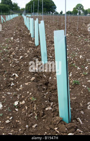 Hattingley Tal Weinberg kurz nach der Pflanzung der Reben Mai 2008. Stockfoto