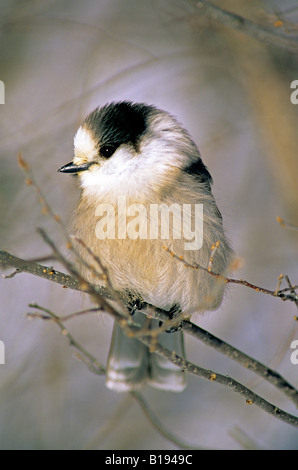 Grau-Jay (Perisoreus Canadensis), aufgeplustert Federn gegen die Kälte des Winters, boreal, Saskatchewan, Kanada. Stockfoto