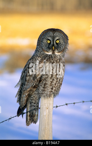 Erwachsenen großen grau-Eule (Strix Nebulosa) Jagd in einem Straßenrand, Nord-Alberta, Kanada. Stockfoto