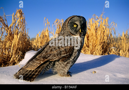 Erwachsenen großen grau-Eule (Strix Nebulosa) Jagd in einem Winter Straßenrand, Nord-Alberta, Kanada. Stockfoto