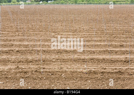 Hattingley Tal Weinberg kurz nach der Pflanzung der Reben Mai 2008. Stockfoto