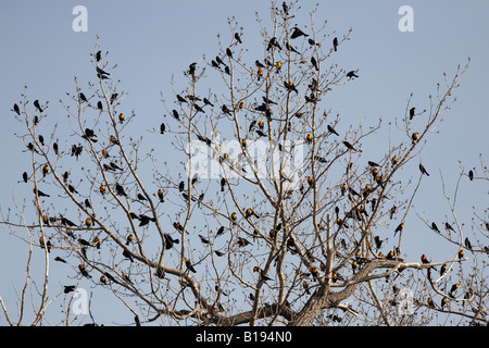 Vielzahl von Amseln im Baum Stockfoto