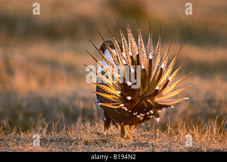 Männliche mehr Salbei-Moorhuhn (Centrocercus Urophasianus) tanzen auf Springcourtship Lek, Prairie, Alberta, Kanada. Stockfoto