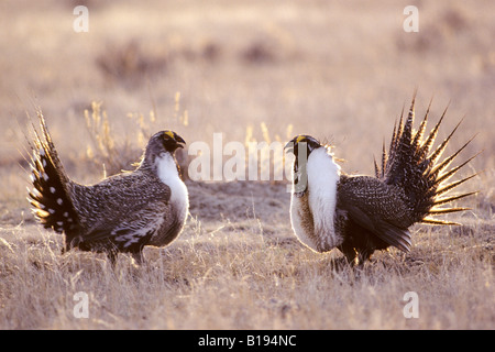 Rivalisierende erwachsenen männlichen mehr Salbei-Moorhuhn (Centrocercus Urophasianus) konfrontiert einander auf die kommunalen gespreizt Gelände in spr Stockfoto