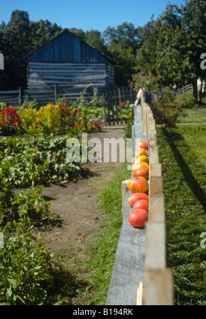 WISCONSIN Eagle Germantown Koepsell Bauernhof reife Tomaten auf Zaun Felsvorsprung Garten Köpke Scheune alte Welt Wisconsin Stockfoto