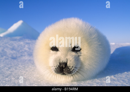 Wochen alten Grönlandrobbe (Phoca Groenlandica) Welpen, Magdalen Inseln, Quebec, Kanada Stockfoto