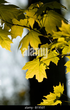 Frühling Zucker-Ahorn (Acer Saccharum) Blätter hell wieder beleuchtet bei Sonnenuntergang Stockfoto