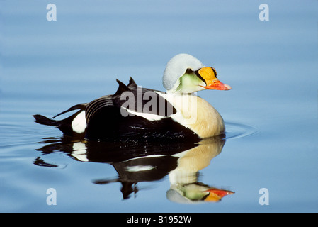 Männliche Eiderenten (Somateria Spectabilis) schwimmen an einem Ufer Spitze, Banks Island, Nordwest-Territorien, arktischen Kanada König Stockfoto