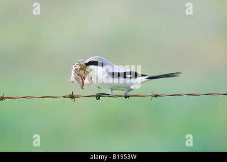 Unechte Würger (Lanius sich) mit einem frisch getöteten Ton-farbigen Spatz (Spizella Pallida), Prairie Grasland, Süd Stockfoto