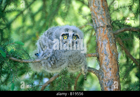 Küken Waldohreule (Asio Otus), Nord-Alberta, Kanada. Stockfoto