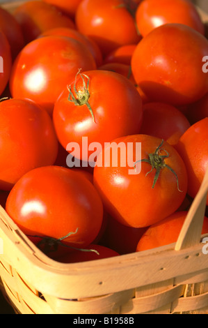 ILLINOIS-Chicago-rote Tomaten in einem geflochtenen Korb Green City Bio Bauernmarkt Lincoln Park Stockfoto