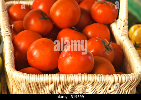 ILLINOIS Chicago Reife rote Tomaten in Wicker Korb Green City Biobauern vermarkten Lincoln Park Stockfoto