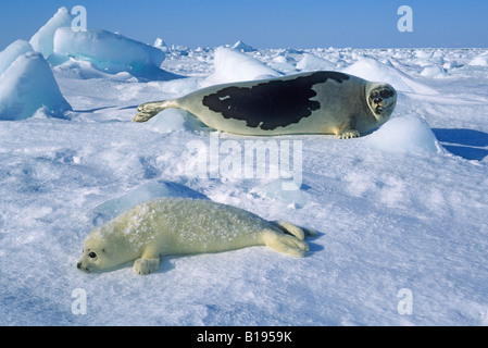 Mutter Grönlandrobbe (Phoca Groenlandica) und Welpe (Yellowcoat), Golf von St. Lawrence River, Kanada.  PUP es Radix Fell gebeizt ye Stockfoto