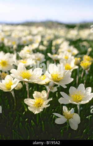 Mountain Avens (Dryas Integrifolia), Victoria-Insel, Nunavut, Kanada Arktis Stockfoto