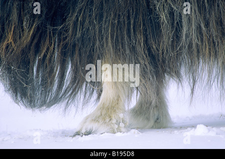 Lange Haare auf eine Erwachsene Moschusochsen (Ovibos Moschatus) zu schützen.  Arktische Banks Island, Northwest Territories, Kanada. Stockfoto