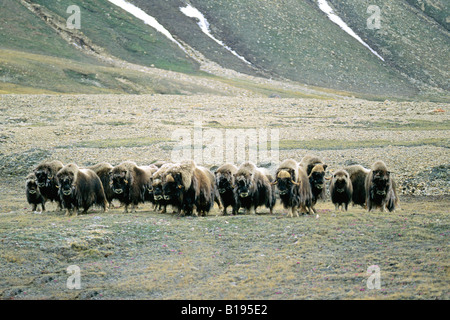 Gemischt-gealterte Herde Moschusochsen (Ovibos Moschatus), Victoria-Insel, Nunavut, arktischen Kanada Stockfoto