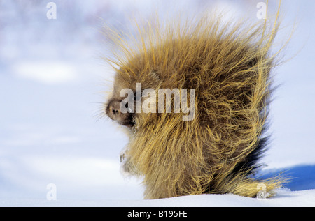 Erwachsenen Stachelschwein (Erethizon Dorsatum) auf Futtersuche auf Hagebutten auf einen Winter Tag, nördlichen Saskatchewan, Kanada Stockfoto
