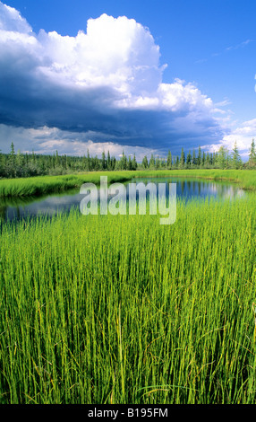 Segge Marsh, namenlosen See, borealen Wälder der nördlichen Alberta Stockfoto