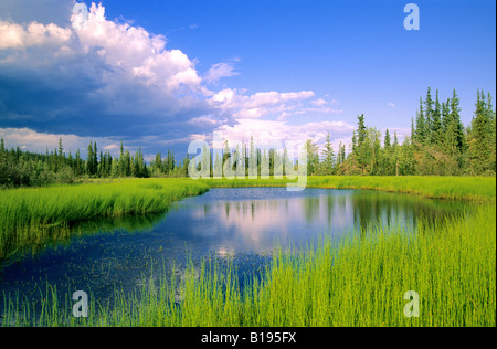 Segge Marsh, namenlosen See in den borealen Wald des Nord-Alberta Stockfoto