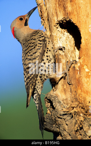 Männliche nördlichen Flimmern (Colaptes Auratus), gelb-Achs Rennen, an der Mündung der seine Hohlraum Nest in einem alten Balsam-Pappel, Alberta, Stockfoto