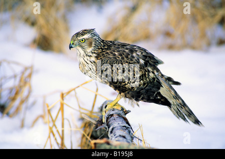 Juvenile nördlichen Habicht (Accipiter Gentilis) Jagd in einer aspen Wald in Zentral-Alberta, Kanada Stockfoto