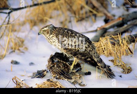 Juvenile nördlichen Habicht (Accipiter Gentilis) mit einem frisch getöteten Ruffed Grouse (Bonasa Umbellus), Nord-Alberta, Kanada Stockfoto