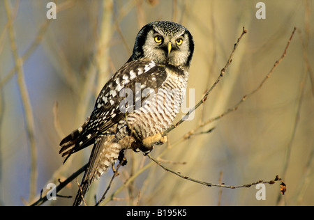 Erwachsenen nördlichen Hawk Eule (Surnia Ulula) Jagd im Winter, Nord-Alberta, Kanada Stockfoto