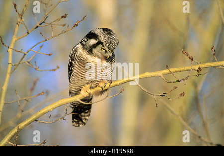 Erwachsenen nördlichen Hawk Eule (Surnia Ulula) Jagd im Winter, Nord-Alberta, Kanada Stockfoto