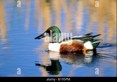 Erwachsenen Drake nördlichen Löffelente (Anas Clypeata) Fütterung auf eine Prärie Slough in Frühling, Süd-Alberta, Kanada Stockfoto