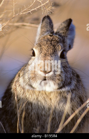 Erwachsenen Nuttall Cottontail (Sylvilagus Nuttallii), Prairie, Alberta, Kanada Stockfoto