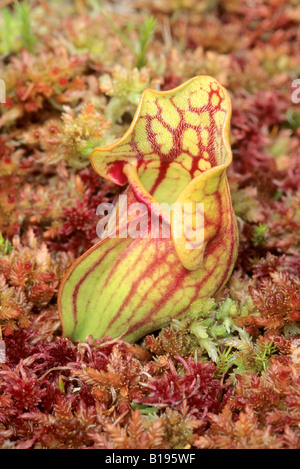 Schlauchpflanze (Sarracenia Purpurea), Neufundland, Kanada Stockfoto