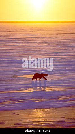 Erwachsenen Eisbär (Ursus Maritimus) Wandern auf Shorefast Eis.  Hudson Bay, Westkanada. Stockfoto