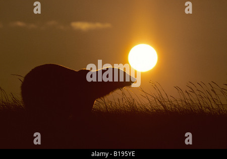 Halbwüchsige Eisbär (Ursus Maritimus) bei Sonnenuntergang, Arktis, Kanada Stockfoto