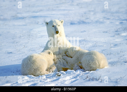 Mutter Eisbär (Ursus Maritimus) Krankenpflege jährige Jungen, westlichen Hudson Bay, Kanada. Stockfoto