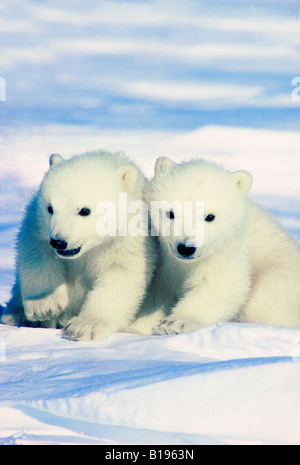 Drei Monate alten Jungen Eisbären (Ursus Maritimus), Arktis, Kanada. Stockfoto