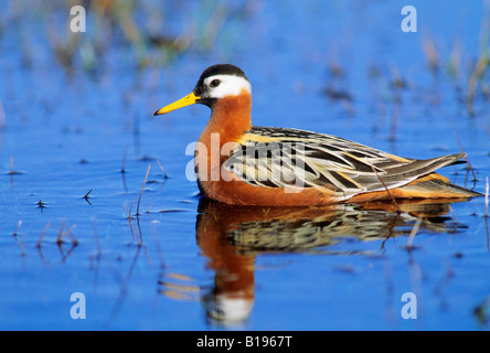 Erwachsene weibliche rote Wassertreter (Phalaropus Fulicaria) im Hochsommer Zucht Gefieder, Banks Island, Nordwest-Territorien, Arctic C Stockfoto