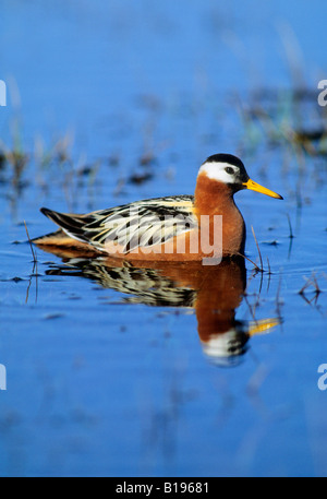 Erwachsene weibliche rote Wassertreter (Phalaropus Fulicaria) im Hochsommer Zucht Gefieder, Banks Island, Nordwest-Territorien, Arctic C Stockfoto