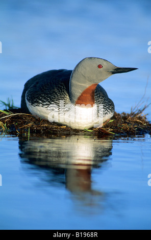 Inkubation Erwachsenen Red-throated Loon (Gavia Stellata), Victoria-Insel, Nunavut, arktischen Kanada Stockfoto