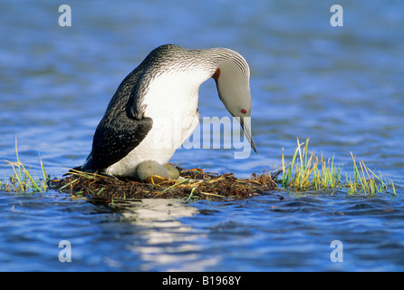 Inkubation Red-throated Loon (Gavia Stellata), Victorai Insel, Nunavut, arktischen Kanada Stockfoto