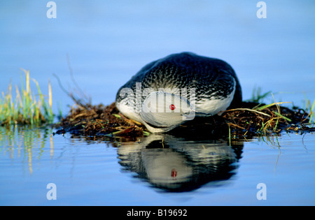 Inkubation Erwachsenen Red-throated Loon (Gavia Stellata) verstecken sich vor ein Polarfuchs, die entlang dem Rand des Teiches, Victo Jagd war Stockfoto