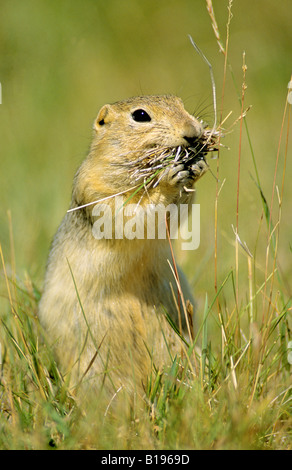 Erwachsenen Richardson's Ziesel (Spermophilus Richardsonii) Versammlung getrocknet Rasen zu seinem Nest, Alberta, Kanada. Stockfoto